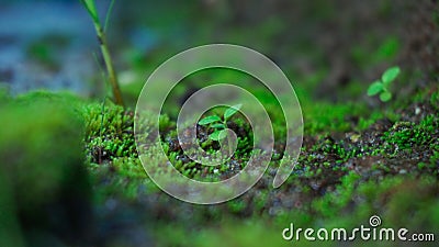 Moss plants with wild grass Stock Photo