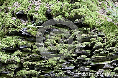 Moss rock wall background Stock Photo