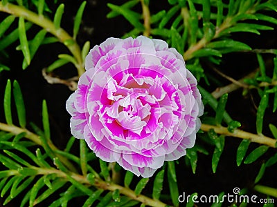 Moss rose flower purple Stock Photo