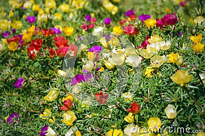 Moss rose flowers on a sunny day Stock Photo