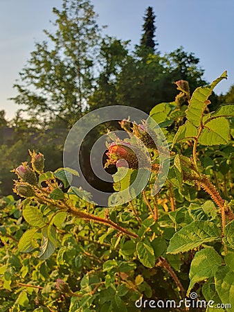 Moss Rose in a Garden on a Sunny Spring Afternoon in the Month of May Golden Hour Stock Photo