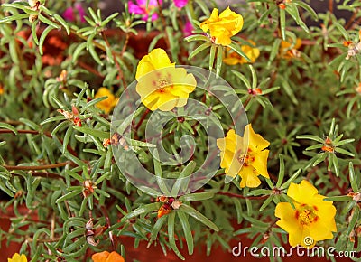 Moss rose Portulaca grandiflora. Beautiful multicolored flower. Stock Photo