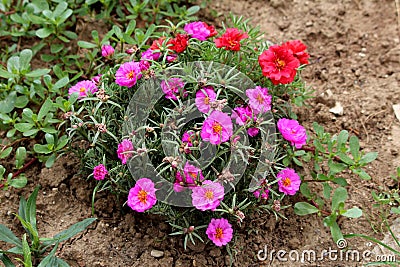 Moss rose or Portulaca grandiflora fast growing plant with closed flower buds and open pink and orange flowers in home garden Stock Photo