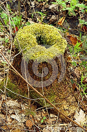 Moss, sphagnum, lichens, stump, snag, cut down, old, tree Stock Photo