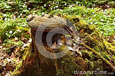 Moss, sphagnum, lichens, stump, snag, cut down, old, tree Stock Photo