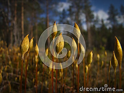 Moss spores grow upward and soon open Stock Photo