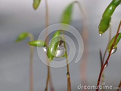 Moss - Sporophytes with water drops Stock Photo