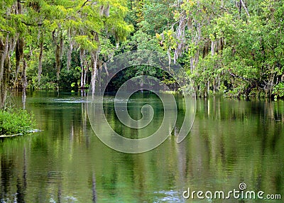 Moss Swamp Stock Photo