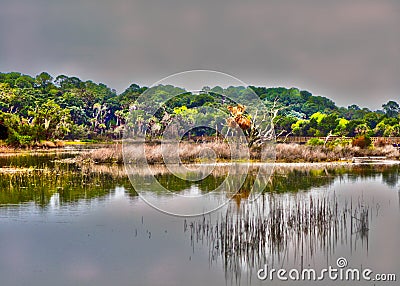 Moss Swamp Stock Photo