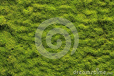 Moss texture Stock Photo
