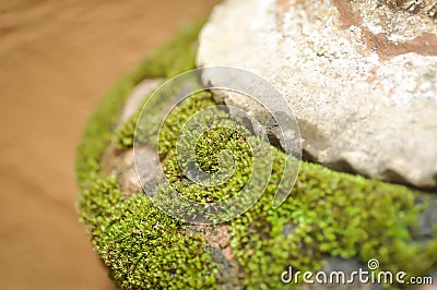 Moss or thallophytic plant or lichen Stock Photo