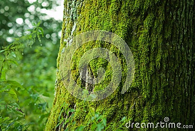 Moss on a tree Stock Photo