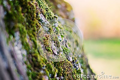 Moss on a Tree Bark Stock Photo