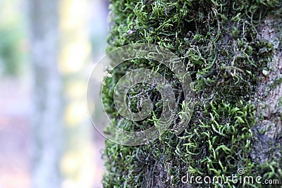 Moss on tree in the close up Stock Photo