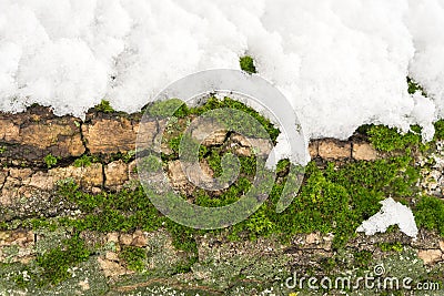 Moss on tree trunk under the snow, background image. Frozen lichen with branch in forest Stock Photo