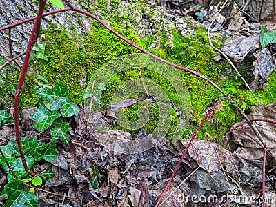 Moss on a tree trunk in winter Stock Photo