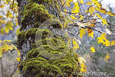 Moss on Tree, Yosemite Stock Photo