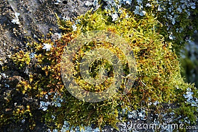 Moss on a treetrunk Stock Photo