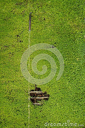 Moss and water spout Stock Photo