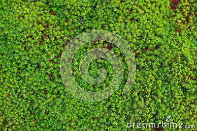 Moss Wet Moises Green Ecology. Stock Photo