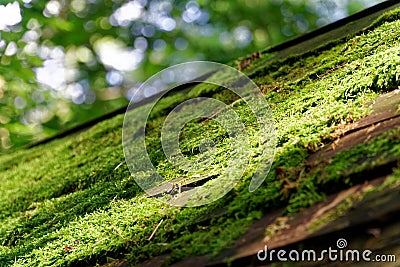 Moss on wooden roof, Tree bark with green moss. Selective focus. Stock Photo
