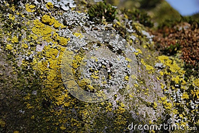 Mosses and lichens on a tree trunk Stock Photo