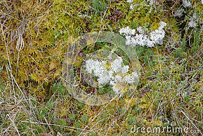 Mosses and lichens Stock Photo