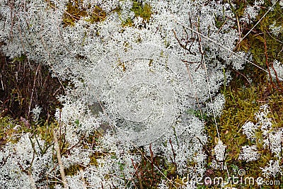 Mosses and lichens Stock Photo