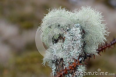 Mosses and lichens Stock Photo