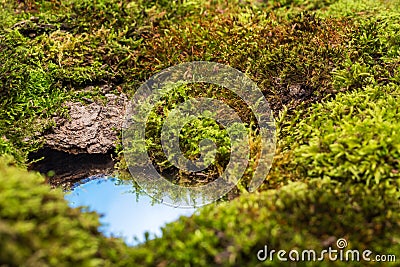 Mosses and a small puddle of water reflecting the sky Stock Photo