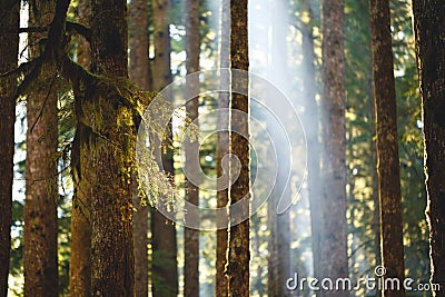 Mosses on Trees Stock Photo