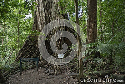 Mossman Gorge Dense Rainforest Fig Tree Editorial Stock Photo