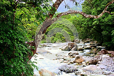 Mossman Gorge National Park Stock Photo