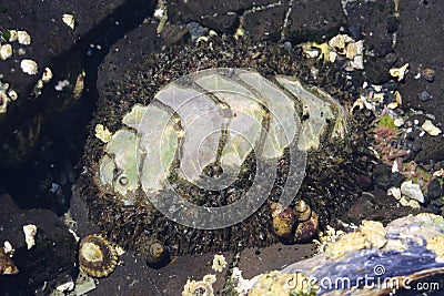 Mossy Chiton - Mopalia muscosa Stock Photo