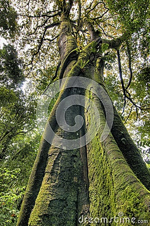 Mossy fig tree trunk, view from below Stock Photo