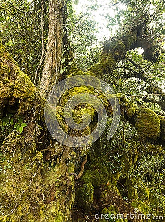 Mossy forest Cameron highlands Malaysia Stock Photo