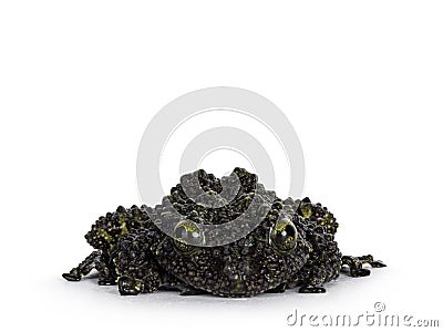 Mossy frog on white background Stock Photo