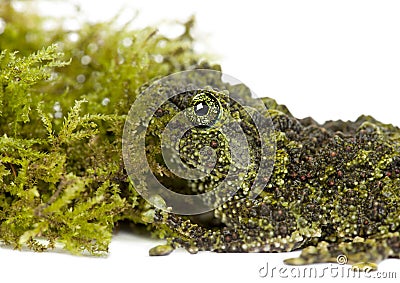 Mossy Frog next to Moss, Theloderma corticale Stock Photo