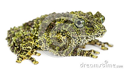 Mossy Frog, Theloderma corticale Stock Photo
