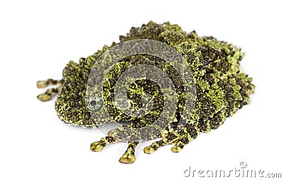 Mossy Frog, Theloderma corticale Stock Photo