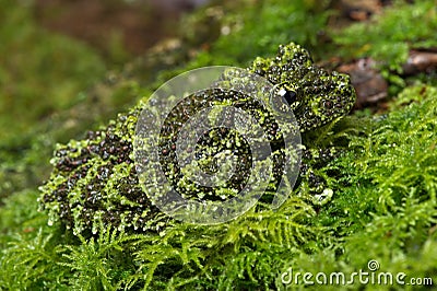 Mossy Frog (Theloderma Corticale) Stock Photo