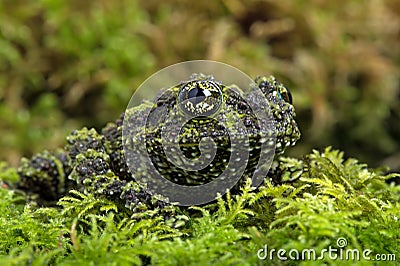 Mossy Frog (Theloderma Corticale) Stock Photo