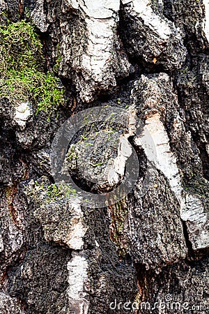 Mossy and grooved bark on old trunk of birch tree Stock Photo