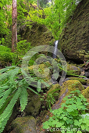Mossy Grotto Falls with Plants in Spring Season Stock Photo