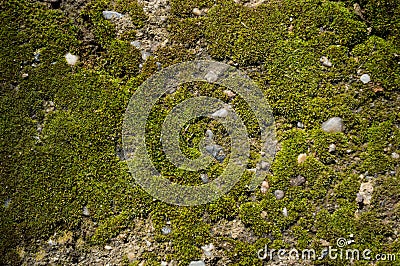 Mossy ground Stock Photo