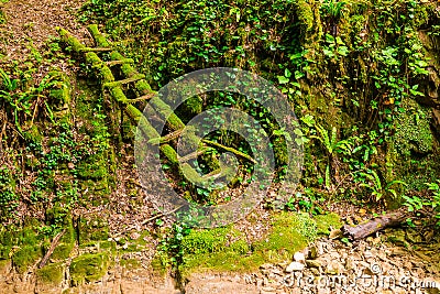 Mossy ladder in ravine Chudo-Krasotka, Sochi, Russia Stock Photo