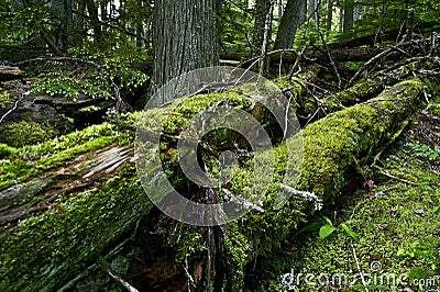 Mossy Logs Stock Photo