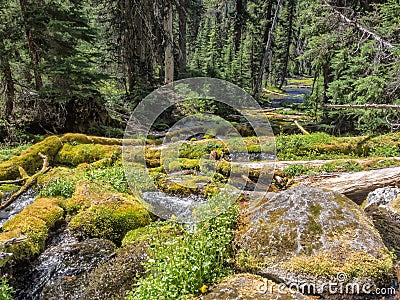 Mossy logs and rock along forested river Stock Photo