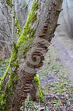 Mossy and overgrown with mushrooms tree trunk in Karoliniskes Landscape Reserve in Vilnius Stock Photo