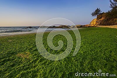 Mossy season at a beach in Kudat, Sabah, East Malaysia, Borneo Stock Photo